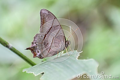 Bamboo ForesterÂ - Lethe kansa Butterfly Stock Photo